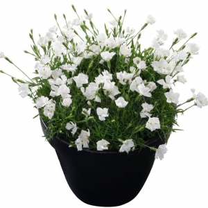 Kahori Annabelle Dianthus